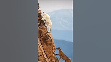 #egzonibrahimi #سورة_الإخلاص #ikhlas #shortvideo #nature