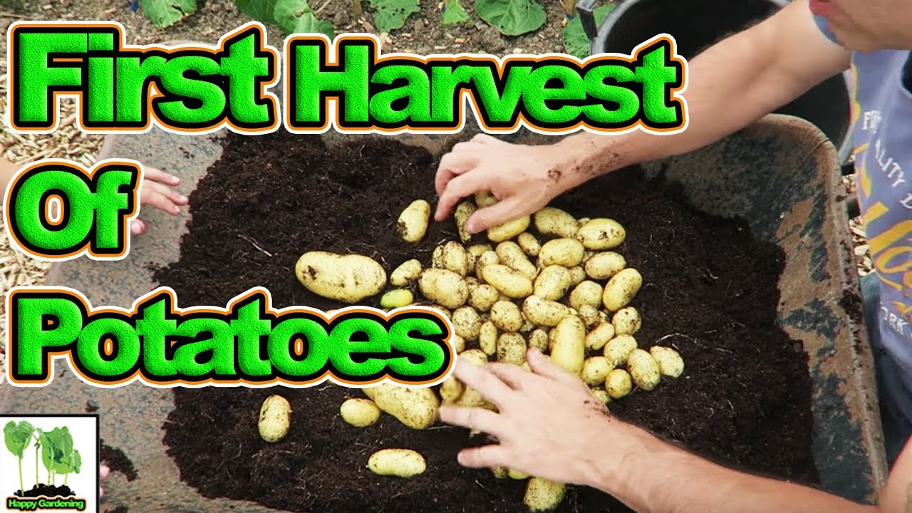 Harvesting Container Grown First Early Potatoes 2018 YouTube
