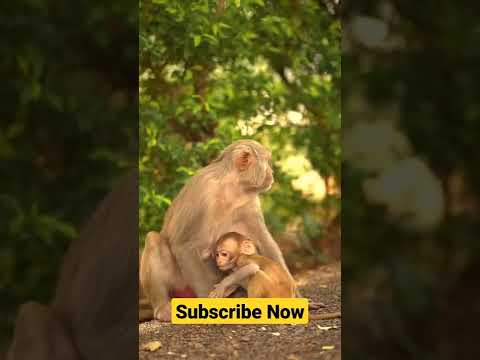 একজন মা তার সন্তানের জন্য কতটা যত্নশীল | of how much a mother cares for her child