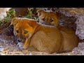 Dingo Puppy Development and Care