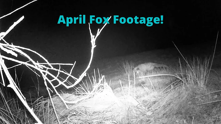 April Fox Footage 2022