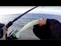 Striped Bass + Blue Fish on the Storm 360GT Searchbait - part 1