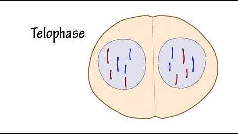 Mitosis Song by Peter Weatherall