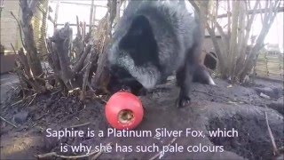 Silver Foxes Sasha & Saphire