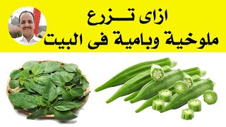 ازاى تزرع بامية وملوخية فى البيت