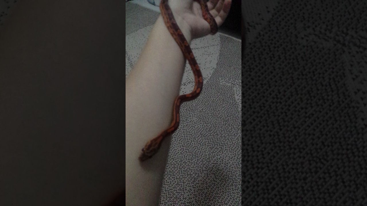 camera iphone 8 plus apk cornsnake