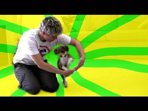 a dog of flanders Tug's puppy tricks! - dog training clicker training tricks