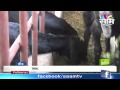 Keshav Aghav's successful goat farming