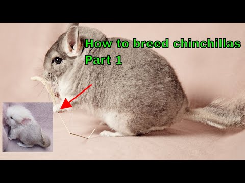 How to safely breed chinchillas part 1, what to consider before you start breeding.