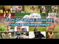 Самые ДОРОГИЕ породы собак в мире | ТОП - 20 самых дорогих собак