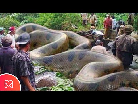Vídeo: A maior cobra do mundo. Anaconda