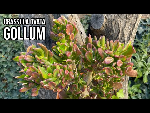 Video: Cultivo de plantas de Jade Gollum: cómo cuidar las suculentas de Jade Gollum