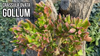 Crassula Ovata Gollum Orejas De Shrek Cuidados Y Reproducir
