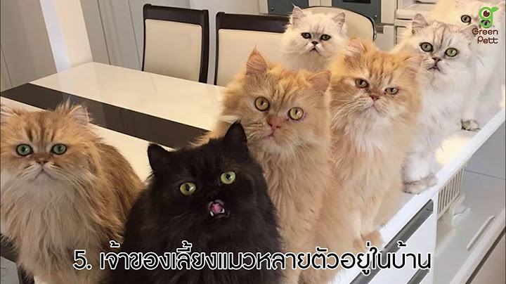 รู้หรือไม่ ทำไมแมวขับถ่ายนอกกระบะทราย