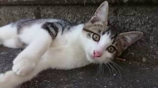 成長して生意気になった子猫を強引にモフってやった