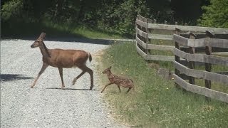 mother and baby deer