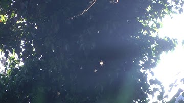 Swarm of gnats flying around with dark trees background ROYALTY FREE VIDEO FOOTAGE NO FEE