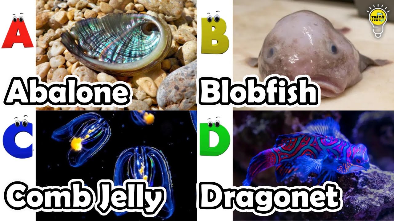 Learn Ocean Animal Names | ABC Sea Animals song | Most Popular Sea Creatures | Alphabets Kids Song