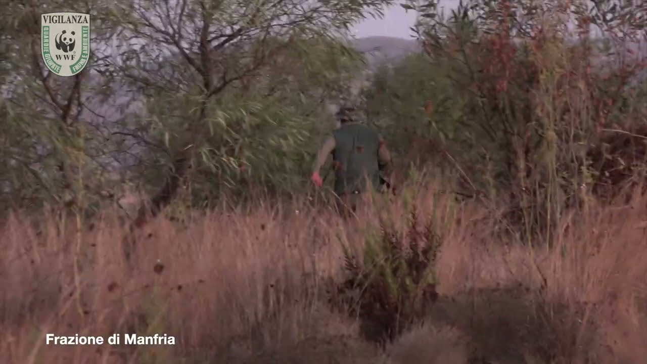 Bracconaggio nella Piana di Gela: il WWF denuncia un Far West venatorio in area tutelata