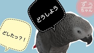 【ヨウムとおしゃべり】ずぅちゃんに悩み事？ついでに母も悩みを相談してみたら。