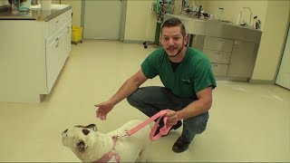 🐈 Бульдог спасён от усыпления /Vet Ranch на русском 🐈 Бульдог спасён от усыпления /Vet Ranch на русском