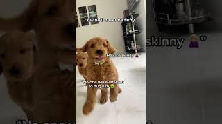 How my dog came to be the fluffiest in the world! #goldendoodle #fluffydog #puppy screenshot 2