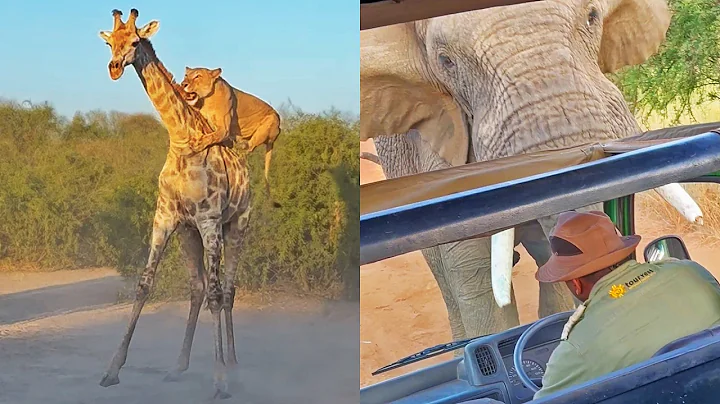 The Wildest Animal Sightings of 2024 thumbnail