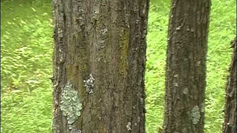 Black Locust identification video