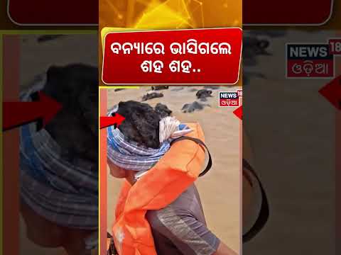 ବନ୍ୟାରେ ଭାସିଗଲେ ଶହ ଶହ...  | Puri Astaranga Rescue | 100+ Buffaloes Rescued From Devi River Island