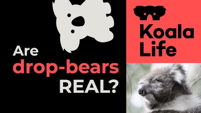 How Australia's drop bear came to be its most deadly -- and most
