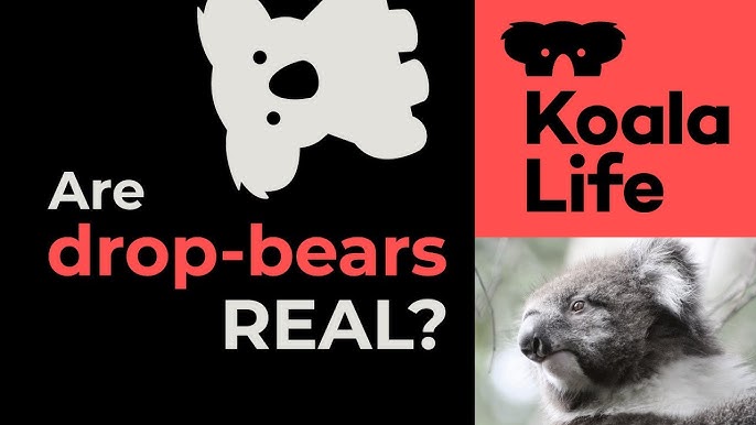 How Australia's drop bear came to be its most deadly -- and most fake --  predator