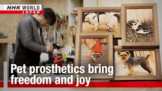 Pet prosthetics bring freedom and joyーNHK WORLD-JAPAN NEWS