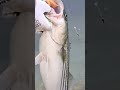 Stripe Bass Fishing Northshore Lynn Massachusetts #fishing #saltwater #saltlife #stripedbass #mass