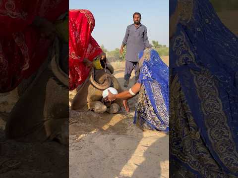 الفتيات يخرجن الق ربة من خلف الجمل بعناية