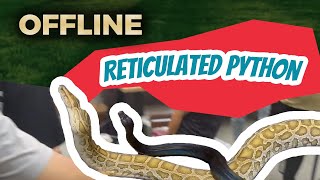 Khám phá dòng trăn đột biến siêu khổng lồ tại offline Reticulated Python/ Offline Reticulated python