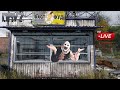 CHERNARUS w/ @PachinoYT   -  DayZ Live Stream  | !discord