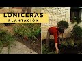 Plantación de distintas variedades de LONICERAS en el jardín - Bricomanía - Jardinatis