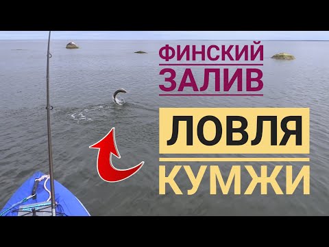 ЛОВЛЯ КУМЖИ в Финском заливе 🎣 МERIFORELLI PÜÜK 🎣 SEA TROUT fishing