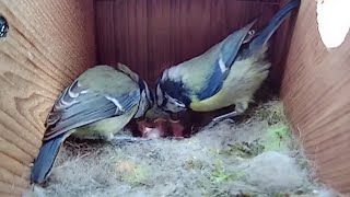 10th May 2021 -  Chicks hatching - Blue tit nest box live camera highlights