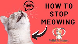 How To Stop Cat's Meowing