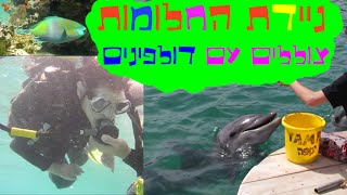 ניידת החלומות - צוללים עם דולפינים