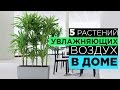 5 РАСТЕНИЙ которые ОЧИЩАЮТ и УВЛАЖНЯЮТ ВОЗДУХ в ВАШЕМ ДОМЕ