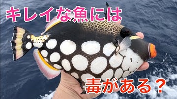 モンガラカワハギ Youtube