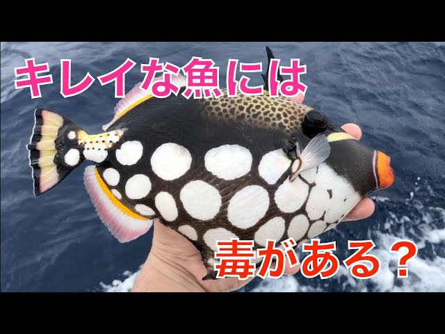 Ciguatera poison] Super fancy filefish! Catch and eat the