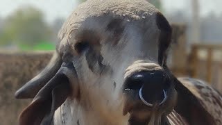 TOP CLASS GIR BULL | TOP BLOOD LINE | ARYAMAN  GIR GOUSHALA | 9913191340| FARMING LEADER |