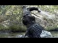Свирепый хозяин рек и болот! Гребнистый крокодил – самый крупный и сильный в мире рептилий!