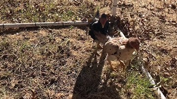 Young oriental bantam qaib thaib dib