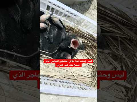 ليس وحشا هذا طائر البغيلي المهاجر الذي اصبح نادر في العراق العراق اكسبلور