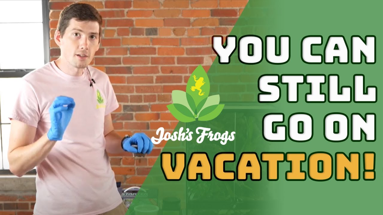 How To Prepare Your Aquarium For A Vacation | Dart Frog Edition