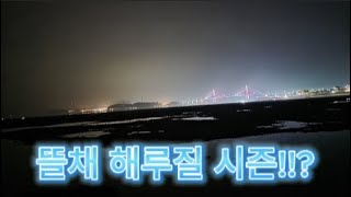 지금은 뜰채 해루질 시즌!!? 모든 물고기 가능?